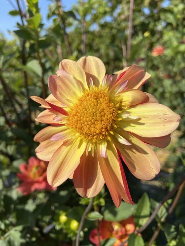 Dahlia 'Bee's Choice' – Image 6