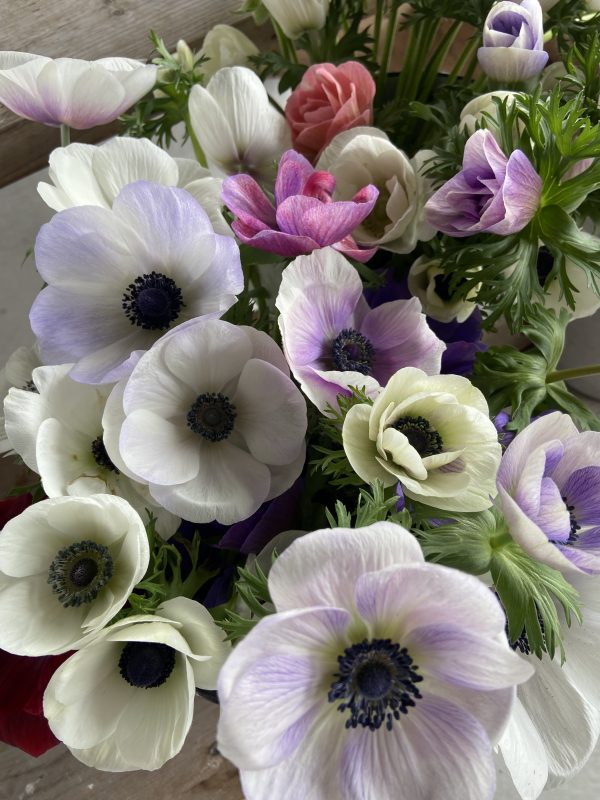 Anemone_Rainbow_Blueberry