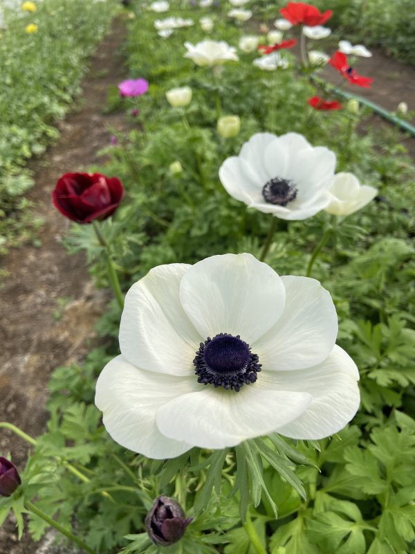 Anemone_Carmel_White