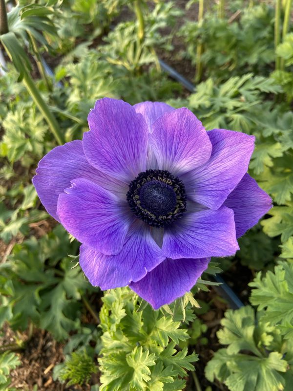Anemone_mauve