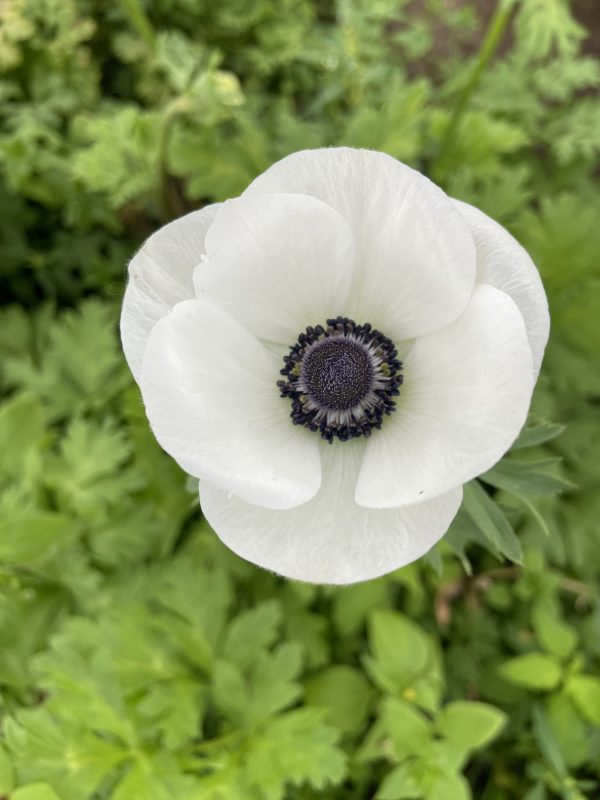 Anemone_Carmel_White