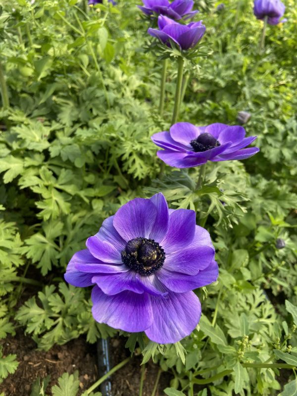 Anemone_mauve