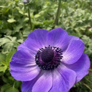 Anemone_mauve
