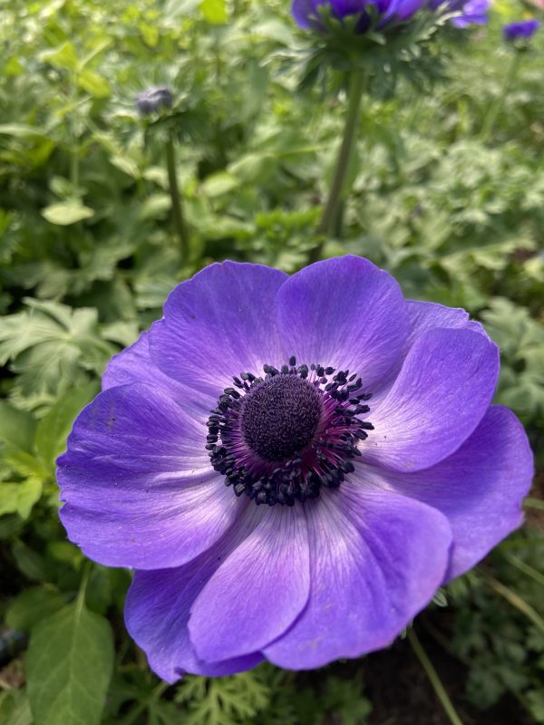 Anemone_mauve