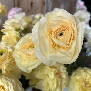 Renoncules_jaune_pale