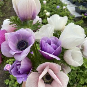 Anemone_Rainbow_Blueberry