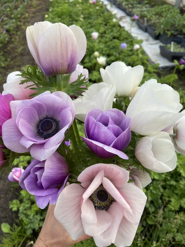Anemone_Rainbow_Blueberry