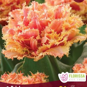 tulipe_brisbane