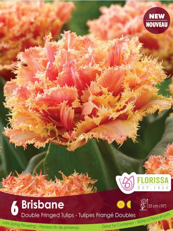 tulipe_brisbane