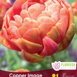 Tulipe_Copper_Image
