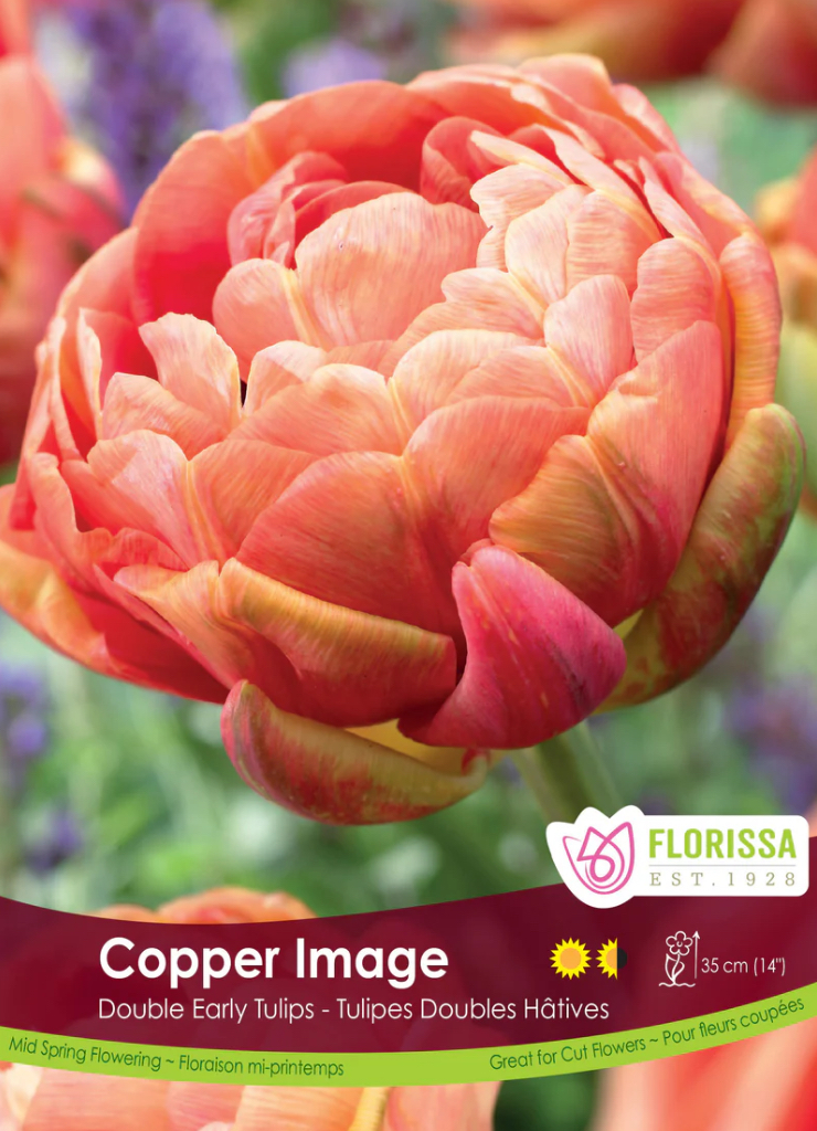 Tulipe_Copper_Image