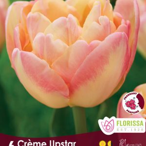 tulipe_creme_upstar