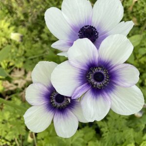 Anemone_Rainbow_Blueberry