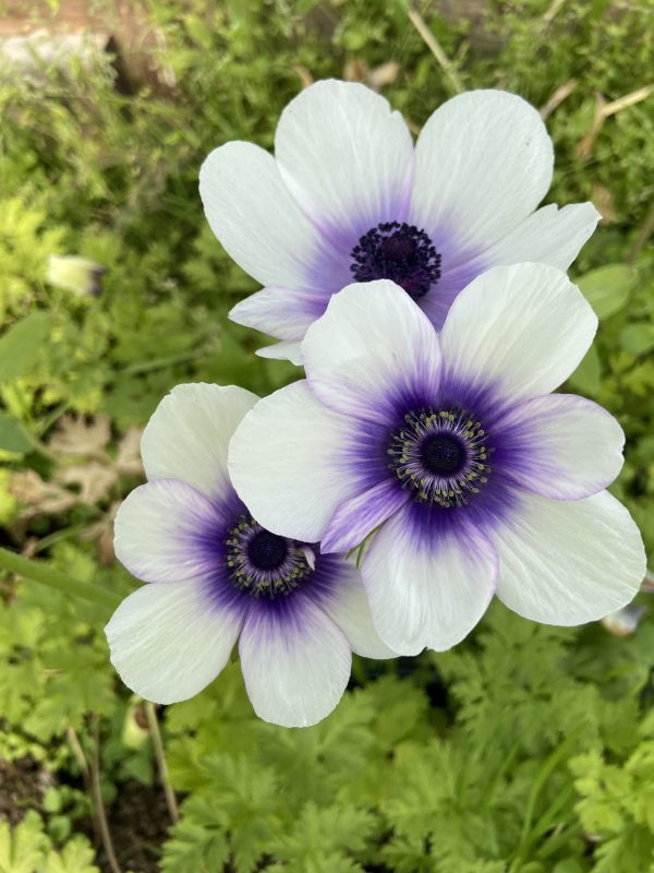 Anemone_Rainbow_Blueberry