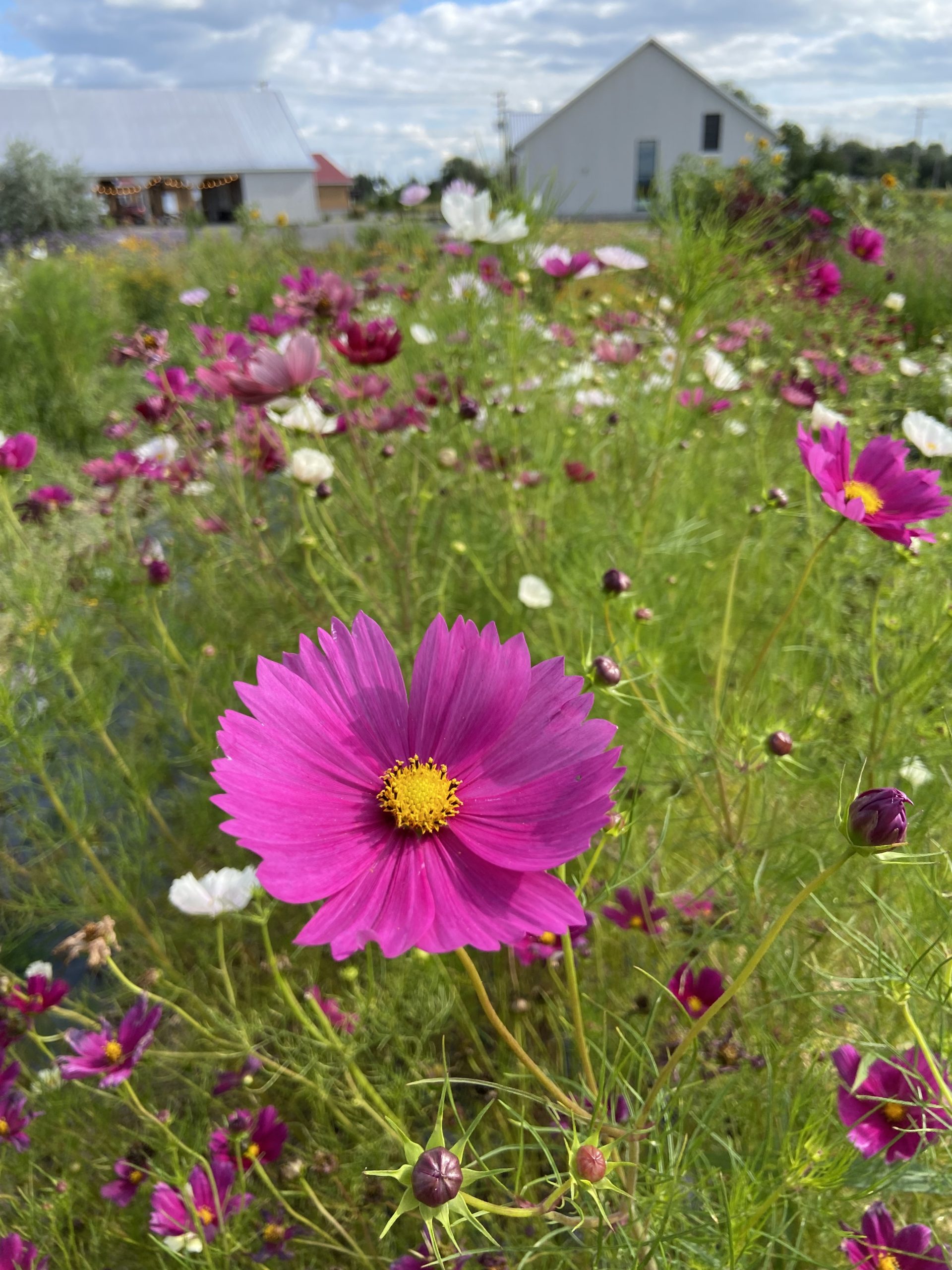 Cosmos