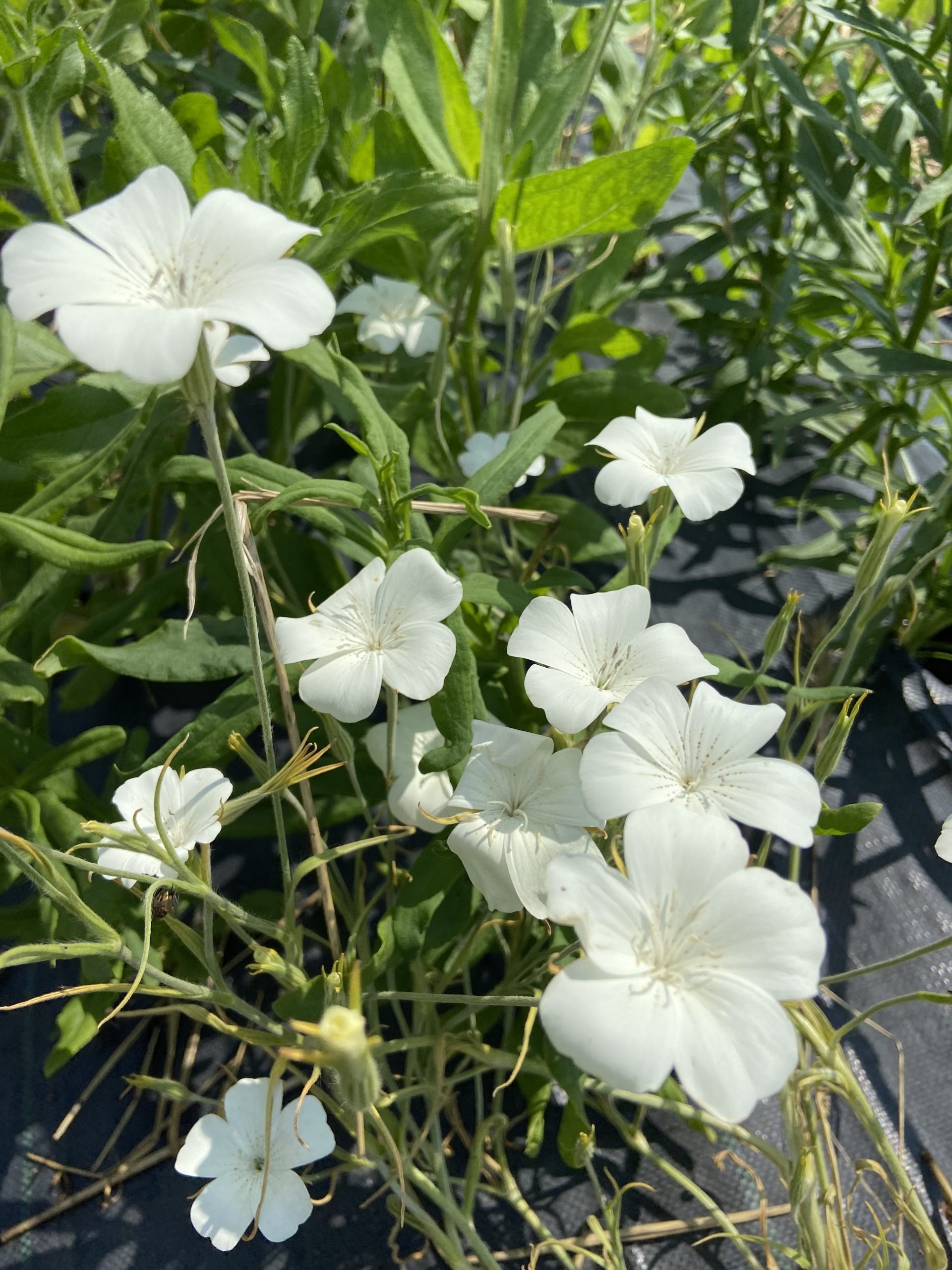 agrostemma 'ocean pearls'