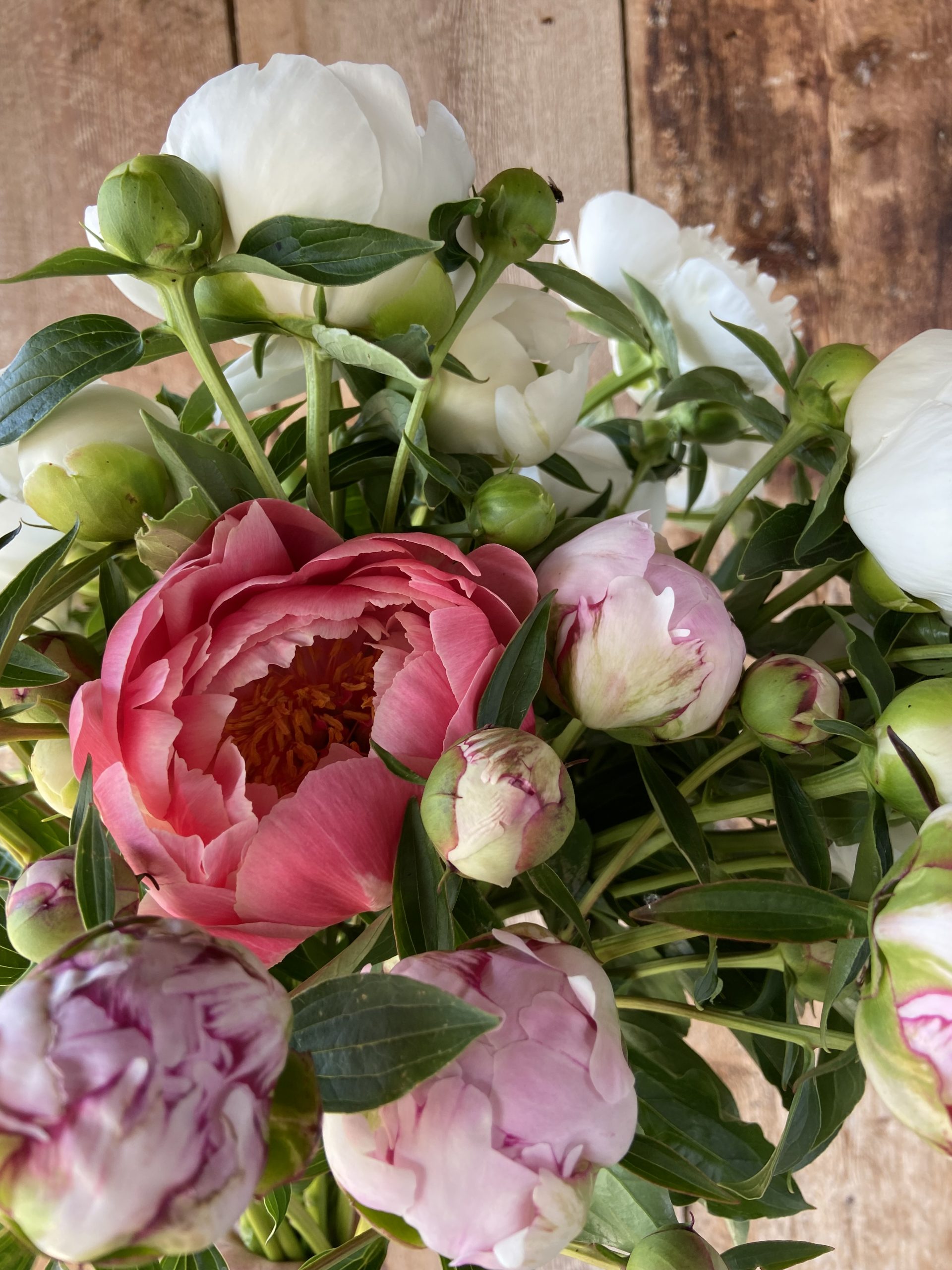 Pivoine