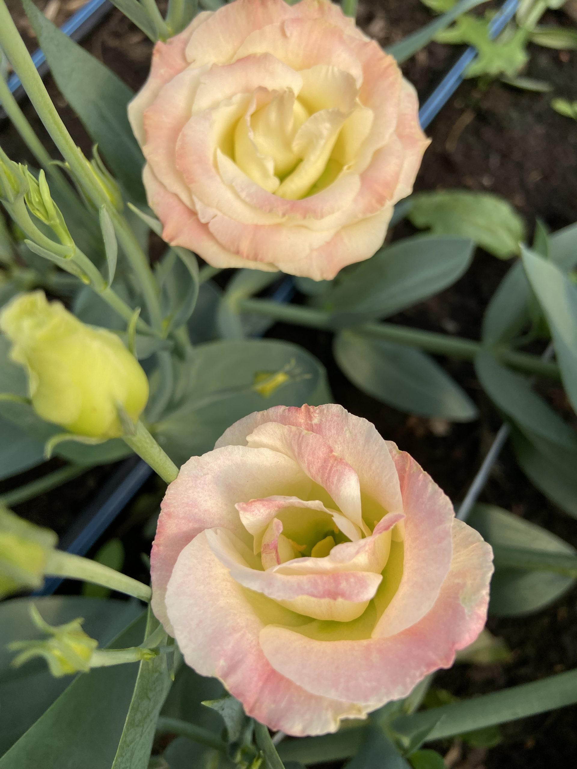 Lisianthus
