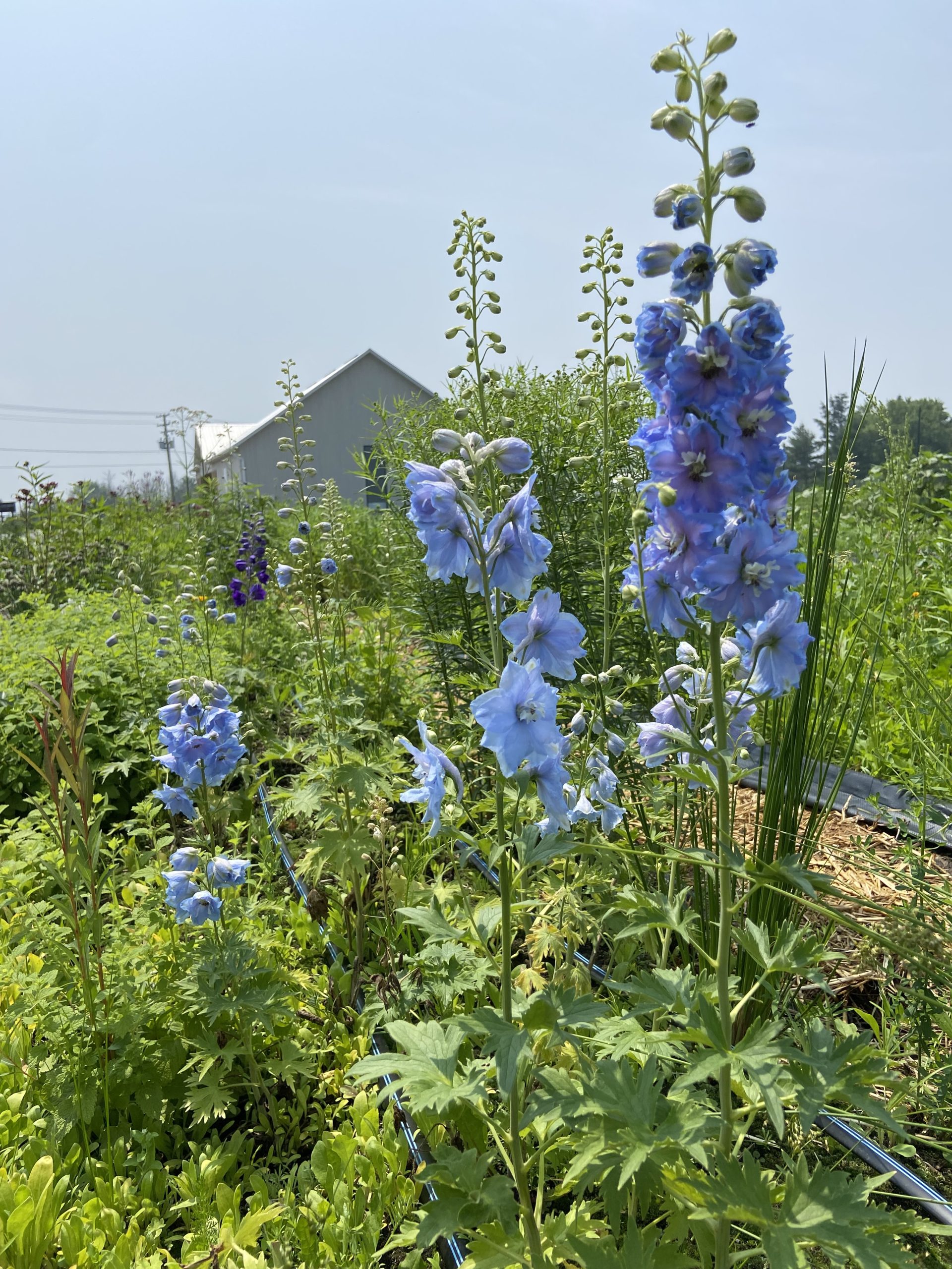 Delphinium