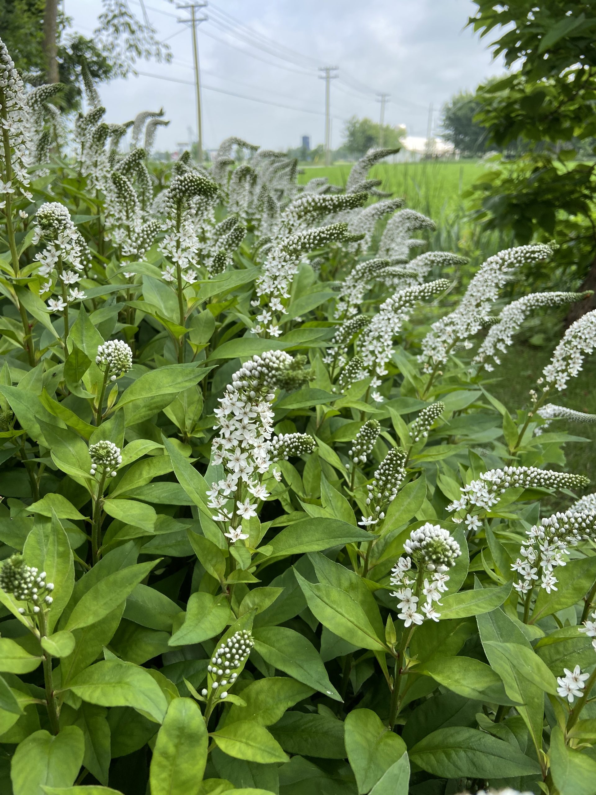 Lysimachia