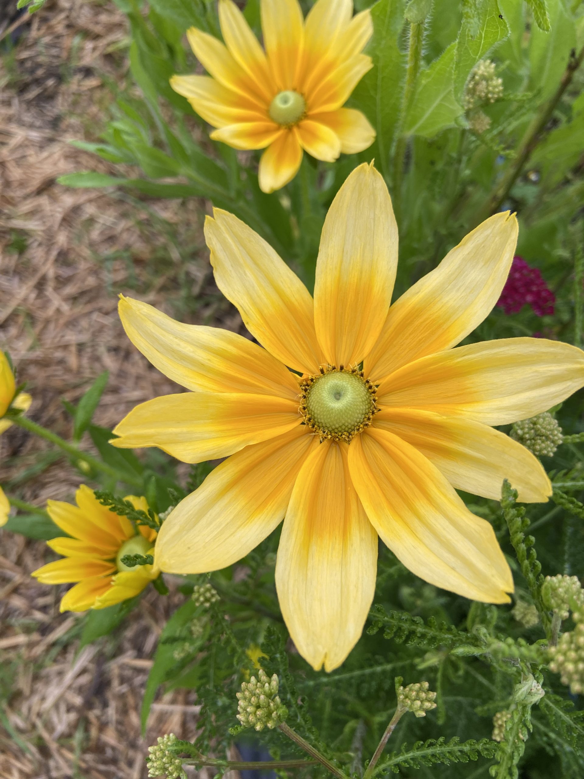 Rudbeckia 'Prairie Sun'