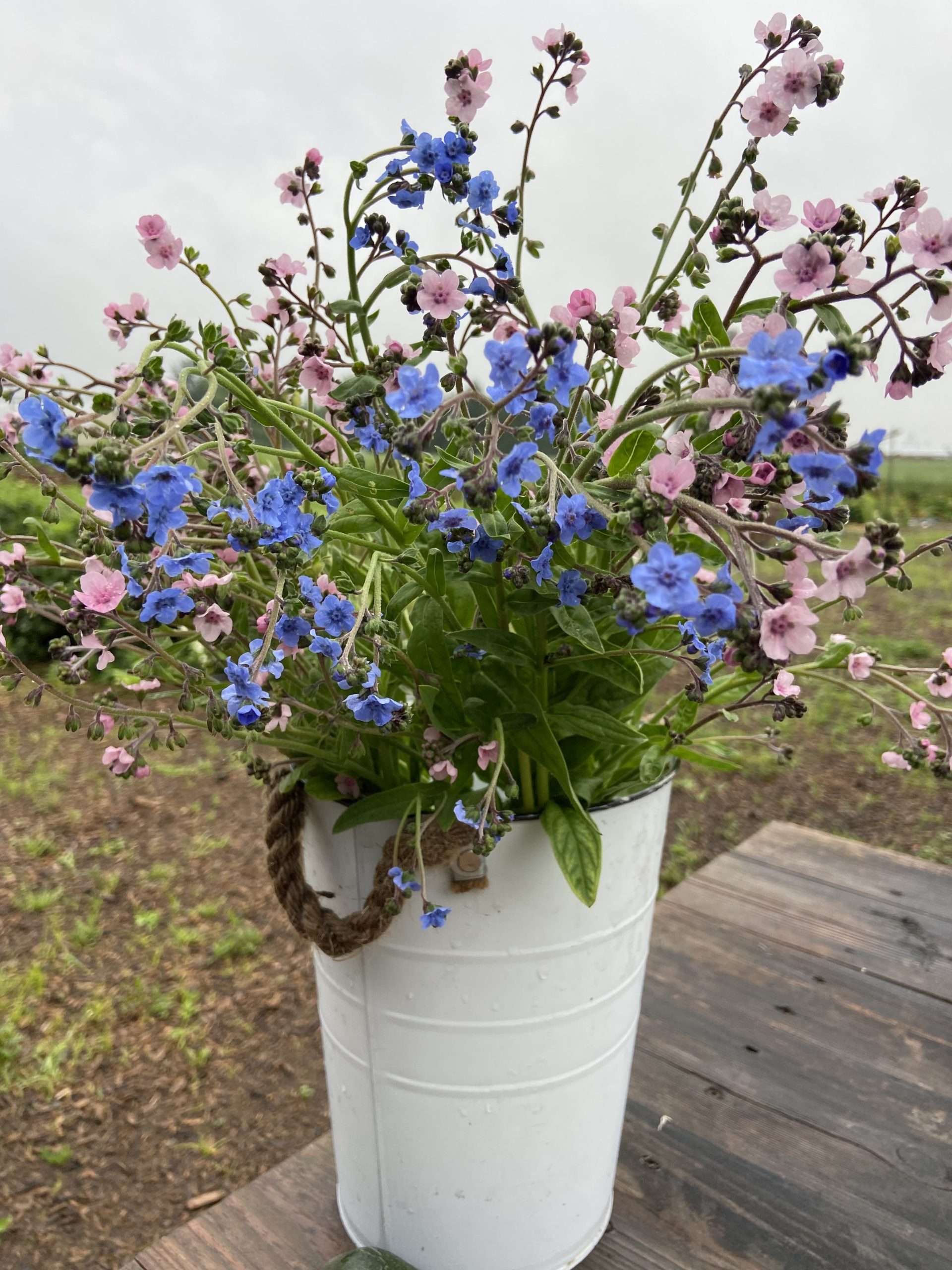Myosotis